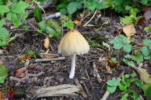 coprinus atramentarius (1000 x 666)8.jpg_product_product